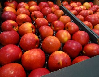 Садівникам варто вирощувати якісні яблука в садах площею близько 50 га